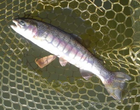 大安トラウトレイク釣果